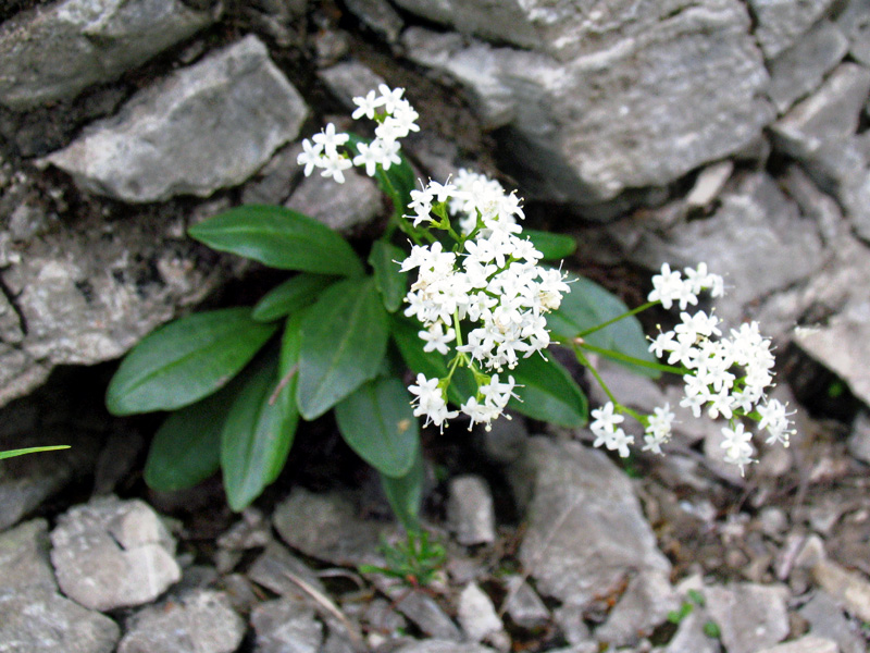 Valeriana saxatilis / Valeriana delle rupi